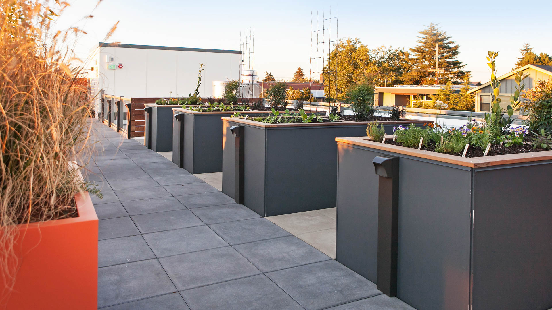 Roof deck at Springline Apartments (4 of 4)